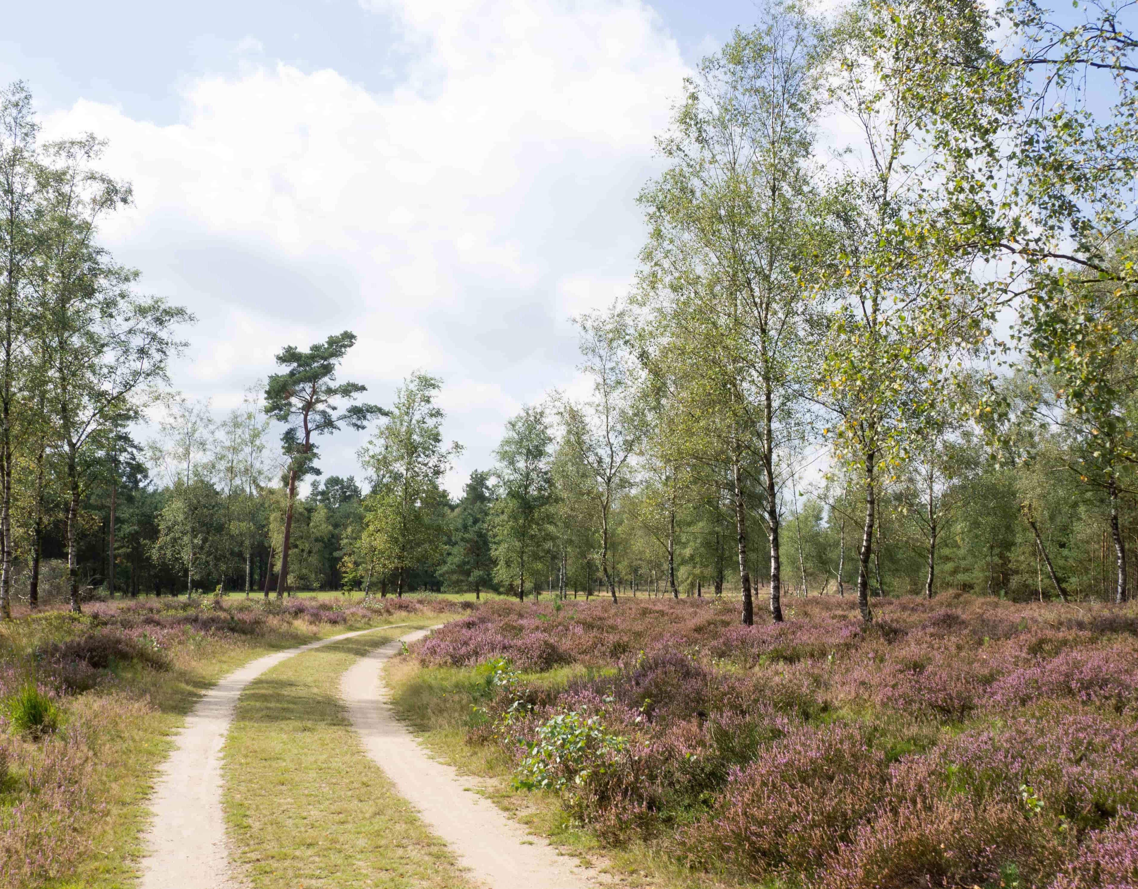 Ontdek de heide op de Lemelerberg